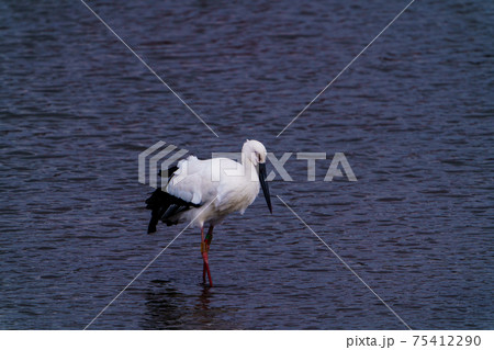 福岡県小郡市の池に飛来したコウノトリ 75412290