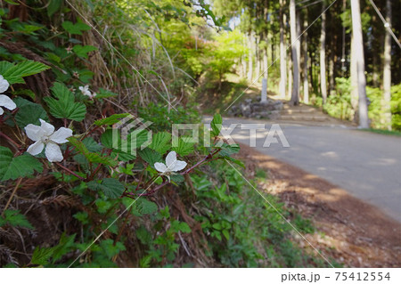 道端にキイチゴの花が咲く風景 関八州見晴台入口 埼玉県 越生町 飯能市 の写真素材