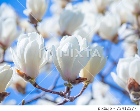 ハクモクレン 75412577