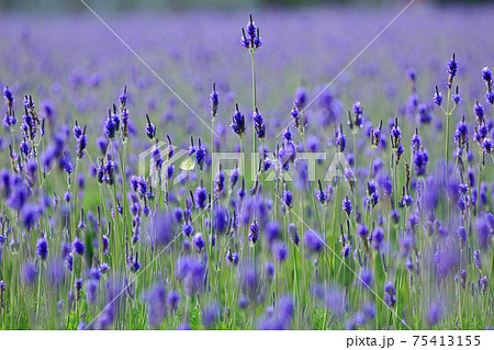 花 フラワー お花 75413155