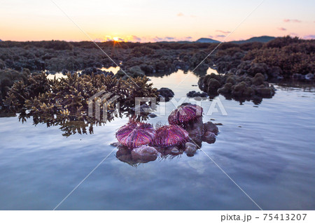 Red sea urchins on coral reef during sunrise. 75413207