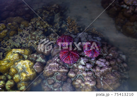 Red sea urchins on coral reef during sunrise. 75413210