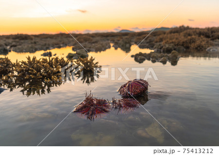 Red sea urchins on coral reef during sunrise. 75413212