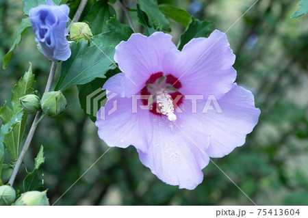 ムクゲの花 ムクゲの花 75413604