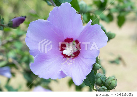 ムクゲの花 ムクゲの花 75413605