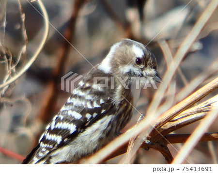白と褐色のまだら模様がかわいいコゲラ 白と褐色のまだら模様がかわいいコゲラ 75413691