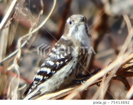 捕食中にひと休みして頭を上げたコゲラ 捕食中にひと休みして頭を上げたコゲラ 75413692