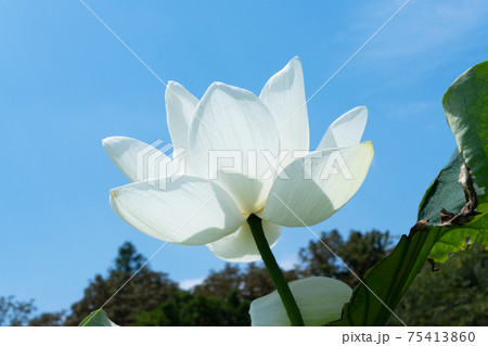 ハスの花 ハスの花 75413860