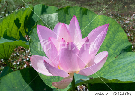 ハスの花 75413866
