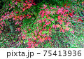 紅葉 紅葉 75413936