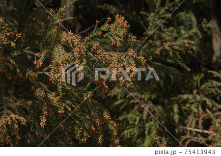 スギの雄花 花粉症の季節 林の中の背景ぼかし b-2 かすみ スギの雄花 花粉症の季節 林の中の背景ぼかし b-2 かすみ 75413943