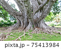 ハワイのカジュマルの木 75413984
