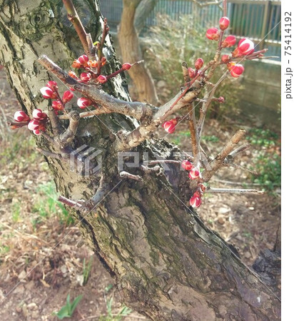 早春に蕾を大きくする梅の花 75414192