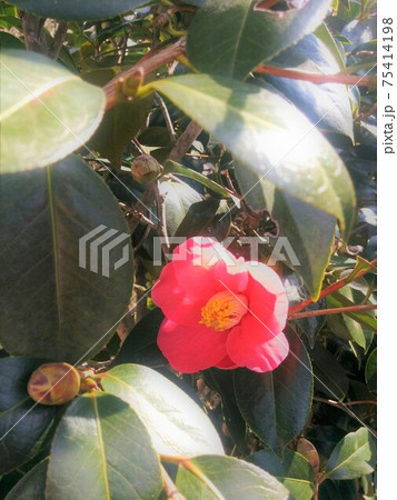 太陽の光が注ぐ中 椿の赤い花が一輪咲くの写真素材