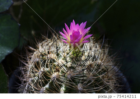 サボテンの花 サボテンの花 75414211
