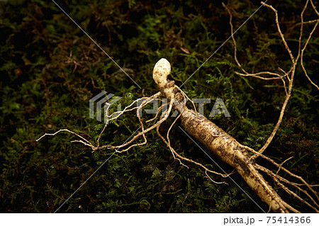 コケ 根 高麗人参 75414366