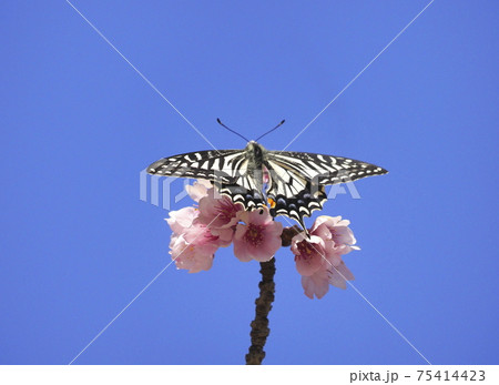 桜の蜜を吸うアゲハチョウ　　 75414423