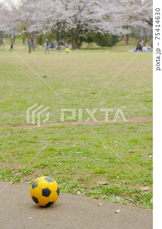 満開の桜とサッカーボール 満開の桜とサッカーボール 75414630