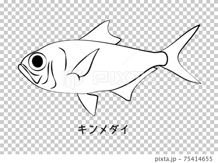 金目鯛 キンメダイ イラスト ベクターのイラスト素材 75414655 Pixta