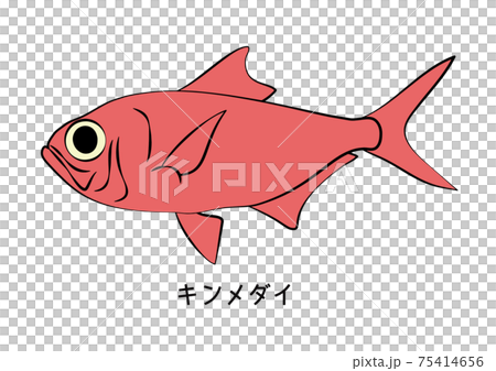 Kinmedai Kinmedai Illustration Vector 75414656