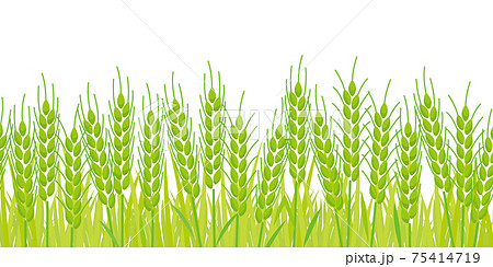 シームレスで使える緑の麦畑イラスト シームレスで使える緑の麦畑イラスト 75414719