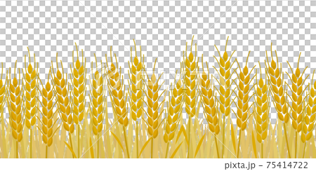 Seamless and usable golden wheat field illustration Seamless and usable golden wheat field illustration 75414722