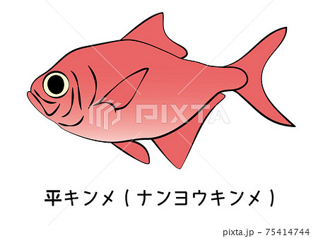 金目鯛 ナンヨウキンメダイ 平金目鯛 イラスト ベクターのイラスト素材