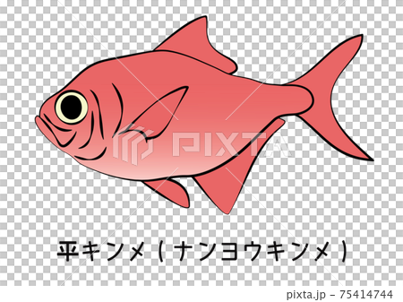 金目鯛 ナンヨウキンメダイ 平金目鯛 イラスト ベクターのイラスト素材