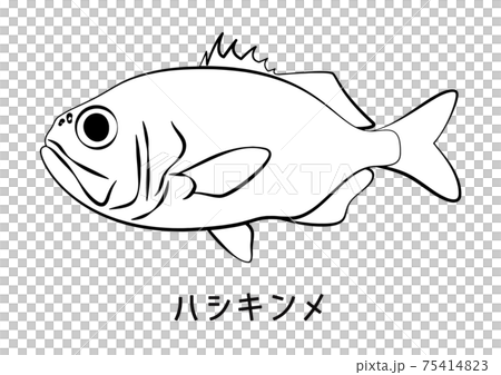 金目鯛 ハシキンメダイ イラスト ベクターのイラスト素材 75414823 Pixta