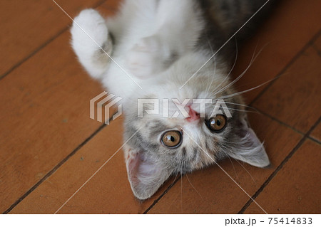 スコティッシュフォールド　仔猫 75414833