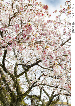 島田の帯桜 75414887