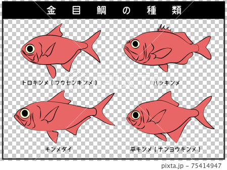 静岡県伊豆半島の金目鯛 トロキンメ ハシキンメ ナンヨウキンメ 4種類 セット イラスト ベクターのイラスト素材