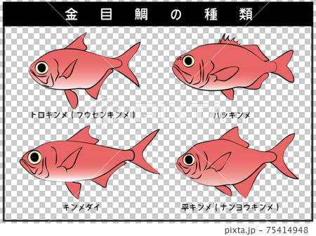 静岡県伊豆半島の金目鯛 トロキンメ ハシキンメ ナンヨウキンメ 4種類 セット イラスト ベクターのイラスト素材