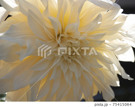 豪華で気品のあるダリアの花 名前はカフェオレの写真素材 豪華で気品のあるダリアの花 名前はカフェオレの写真素材