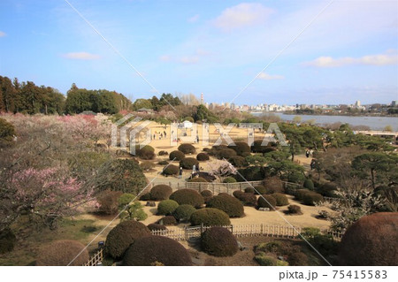 偕楽園の見晴広場と梅林 偕楽園の見晴広場と梅林 75415583