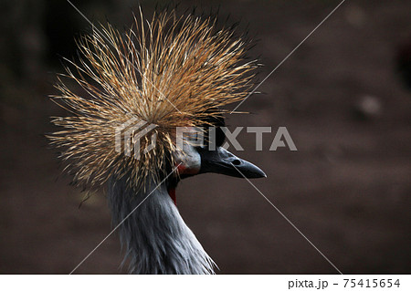 ホオジロカンムリヅル 75415654