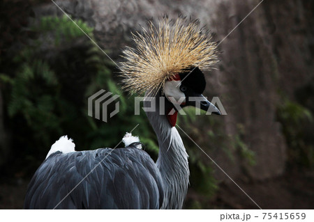 ホオジロカンムリヅル ホオジロカンムリヅル 75415659