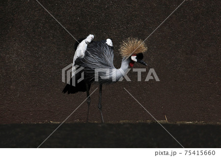 ホオジロカンムリヅル ホオジロカンムリヅル 75415660