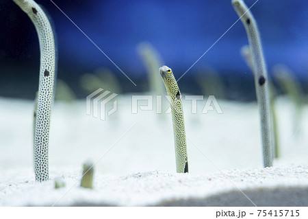 チンアナゴ チンアナゴ 75415715