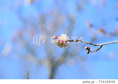 梅の花　思いのまま 75416048