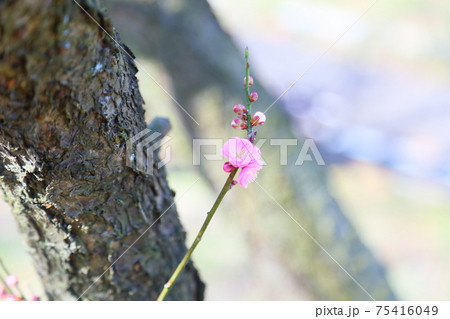 梅の花 思いのまま 梅の花 思いのまま 75416049