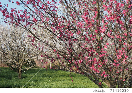 早春の梅林 早春の梅林 75416050