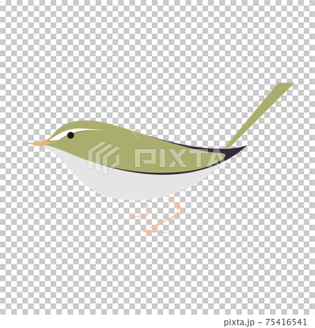 ウグイスのベクターイラスト 75416541