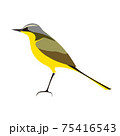 ツメナガセキレイのベクターイラスト 75416543