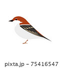 スズメのベクターイラスト 75416547