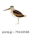 シギのベクターイラスト 75416586