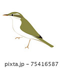 センダイムシクイのベクターイラスト 75416587