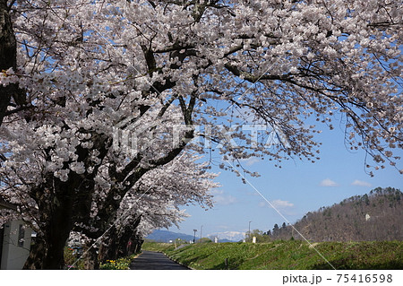 満開の桜 最上川 満開の桜 最上川 75416598