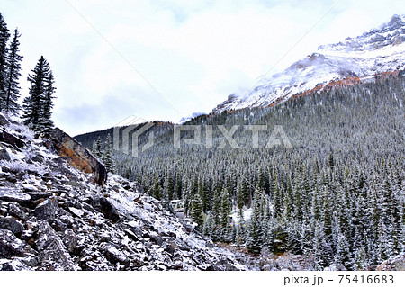 カナディアンロッキー 75416683