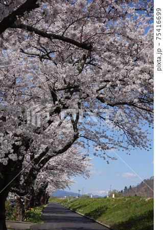 満開の桜 最上川 満開の桜 最上川 75416699